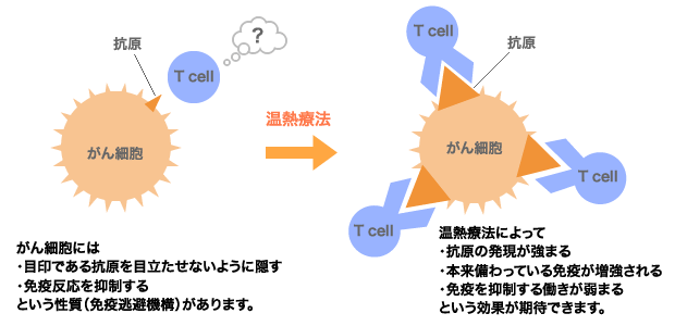 ビオセラクリニック温熱療法　温熱療法の効果