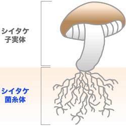 シイタケ小実体とシイタケ菌糸体